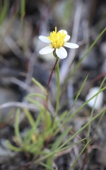 Pentachaeta bellidiflora