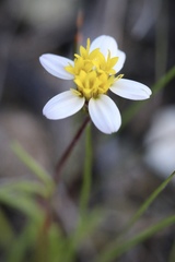 Pentachaeta bellidiflora