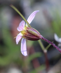 Pentachaeta bellidiflora