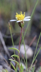 Pentachaeta bellidiflora