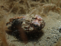 Maxillicosta scabriceps