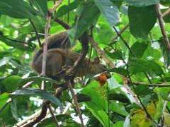 Sciurus richmondi