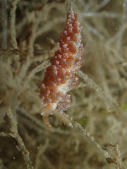 Baeolidia australis