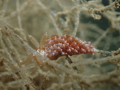 Baeolidia australis