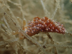 Baeolidia australis