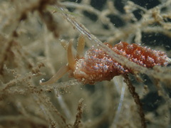 Baeolidia australis