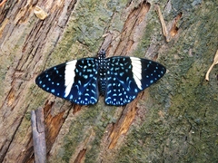 Hamadryas laodamia saurites