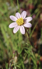 Pentachaeta bellidiflora