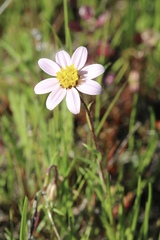 Pentachaeta bellidiflora