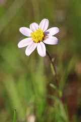 Pentachaeta bellidiflora