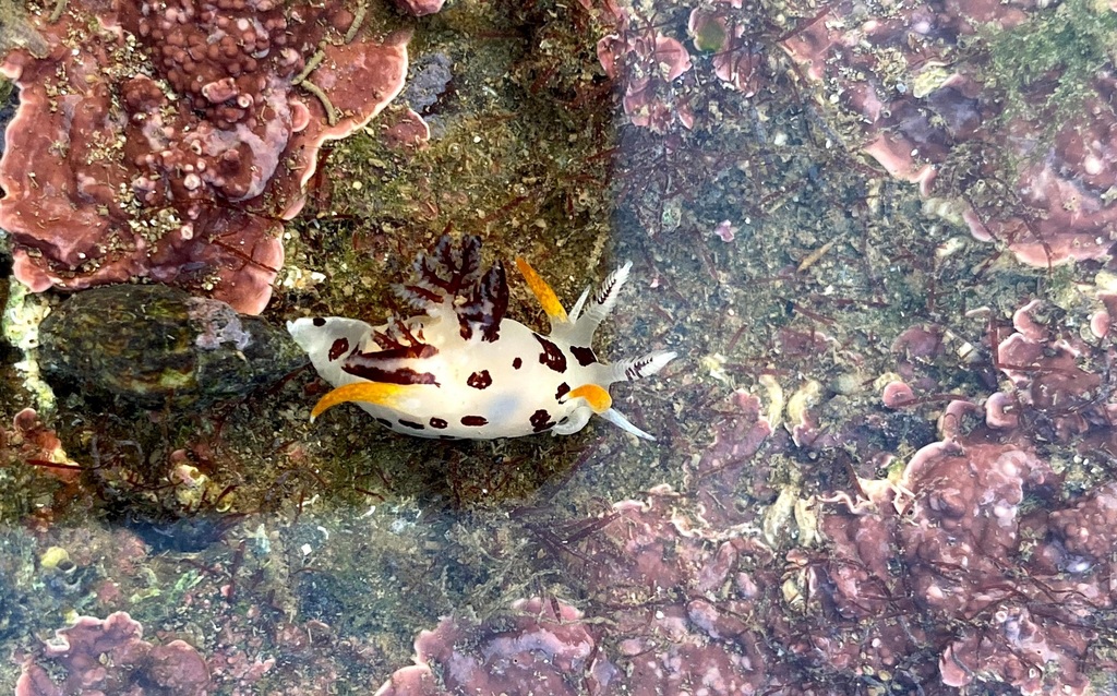 Trapania japonica