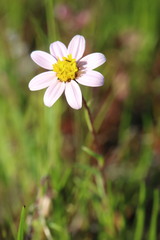 Pentachaeta bellidiflora