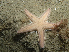 Astropecten vappa