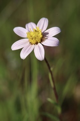 Pentachaeta bellidiflora