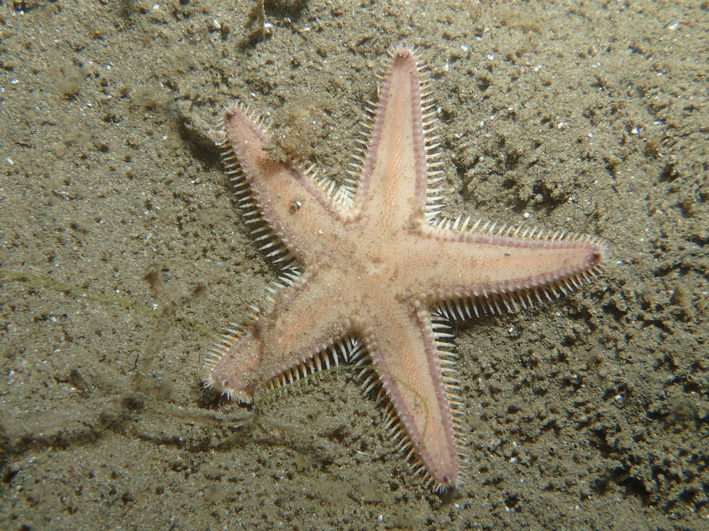 Astropecten vappa