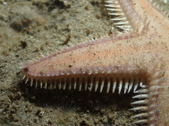 Astropecten vappa