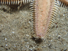 Astropecten vappa