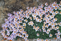 Paraquilegia anemonoides
