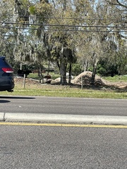 Tillandsia usneoides
