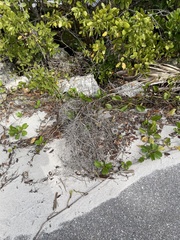 Tillandsia usneoides