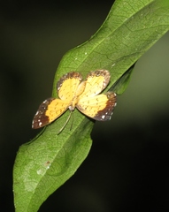 Parvospila cilissa