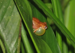 Dendropsophus phlebodes