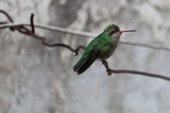 Chlorostilbon lucidus