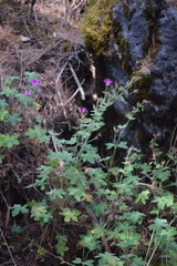 Geranium campanulatum
