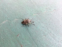 Eocanthecona furcellata