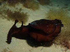 Aplysia gigantea