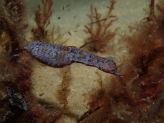 Idiotropiscis australe