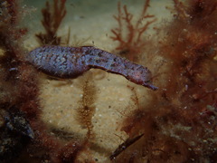 Idiotropiscis australe