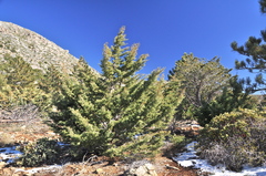 Cupressus stephensonii