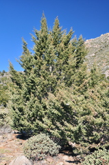 Cupressus stephensonii