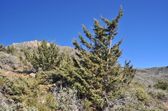 Cupressus stephensonii