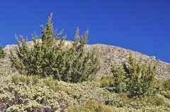 Cupressus stephensonii