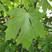 Acer macrophyllum - Photo (c) josh jackson, alguns direitos reservados (CC BY)