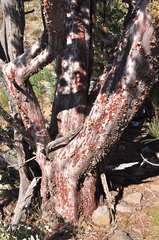 Cupressus stephensonii