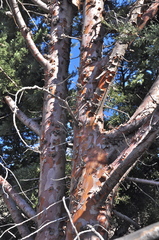 Cupressus stephensonii