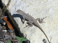 Holbrookia propinqua