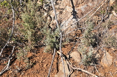 Cupressus stephensonii