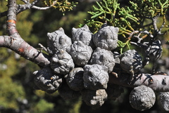 Cupressus stephensonii