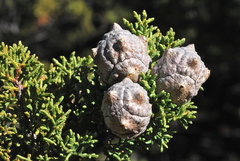 Cupressus stephensonii