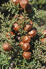 Cupressus stephensonii
