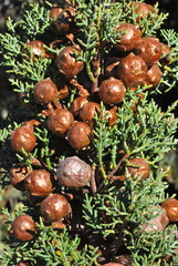 Cupressus stephensonii