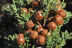 Cupressus stephensonii