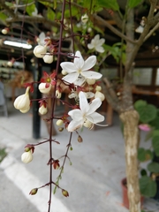 Clerodendrum schmidtii