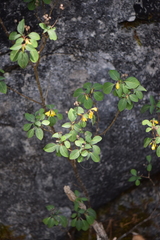 Deppea cornifolia