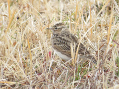 Alauda arvensis japonica