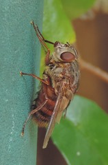 Rutilia